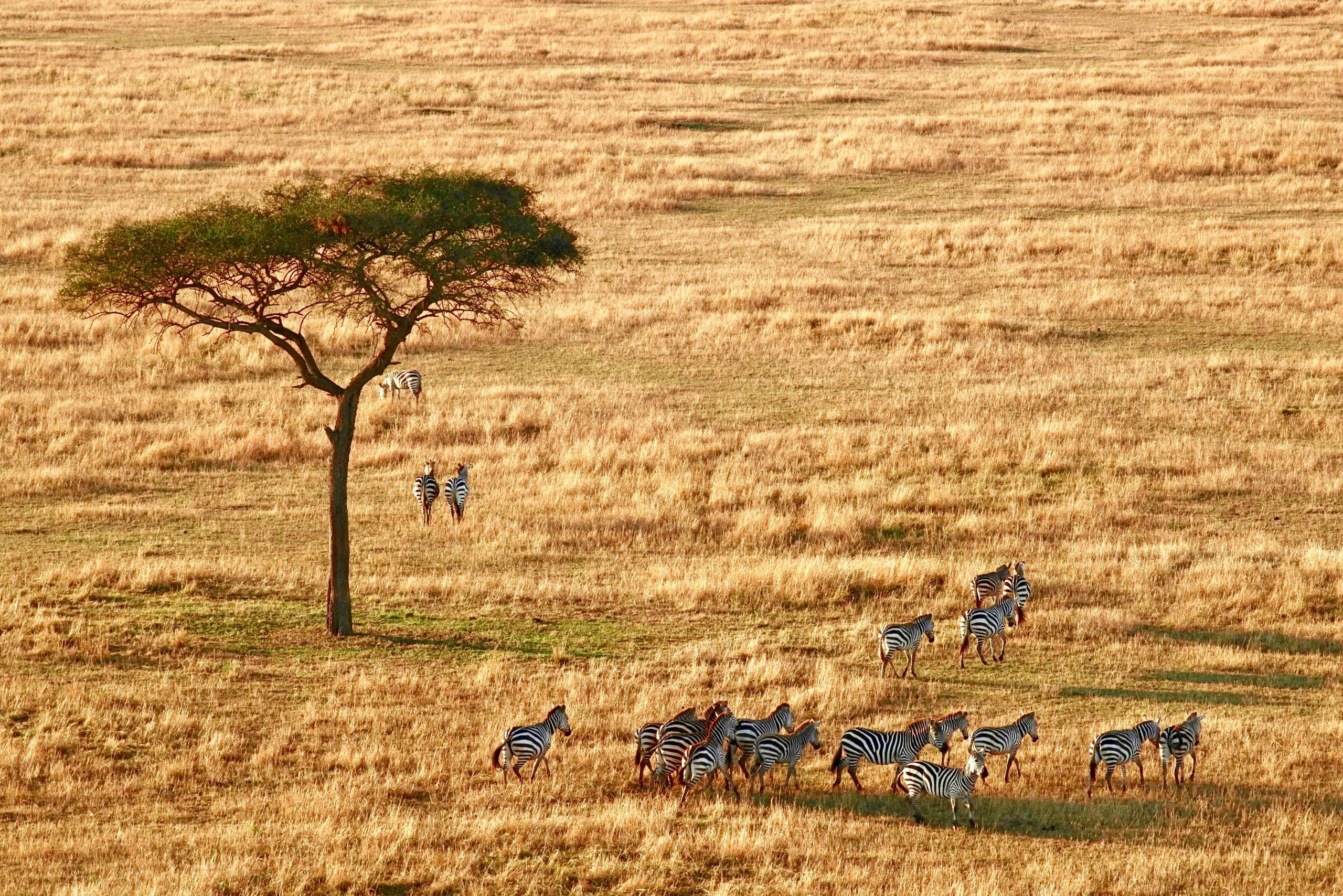 zebras.png